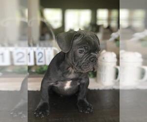 Medium French Bulldog