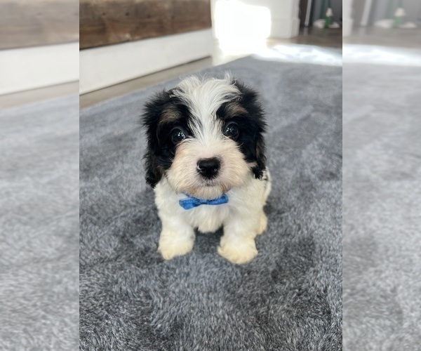Medium Photo #3 Cavapoo Puppy For Sale in BELDING, MI, USA