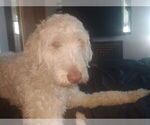 Small Photo #1 Shepadoodle Puppy For Sale in DIXON, CA, USA