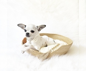 Chihuahua Puppy for sale in SACRAMENTO, CA, USA