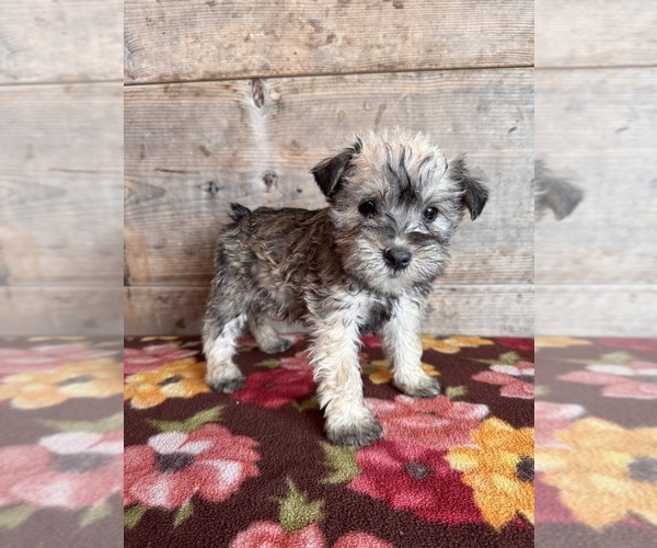 Medium Photo #13 Schnauzer (Miniature) Puppy For Sale in VERMONTVILLE, MI, USA