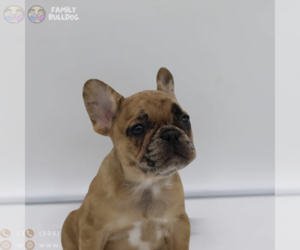 French Bulldog Puppy for sale in BOSTON, MA, USA