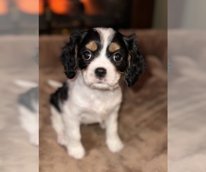 Cavalier King Charles Spaniel Puppy for sale in SAINTE GENEVIEVE, MO, USA