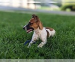 Small Photo #7 Jack Russell Terrier Puppy For Sale in QUARRYVILLE, PA, USA