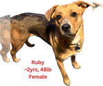 Small #2 Labrador Retriever Mix