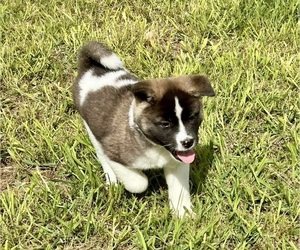 Akita Puppy for sale in HAMPTON, GA, USA