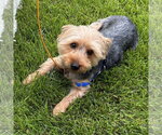 Small #1 Mutt