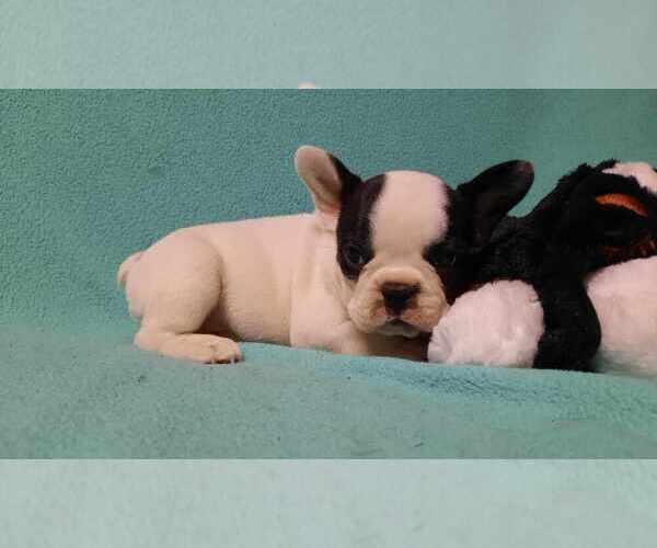 Medium Photo #2 French Bulldog Puppy For Sale in SALEM, WV, USA