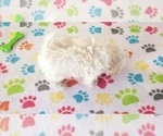 Small #4 Maltipoo (Toy)