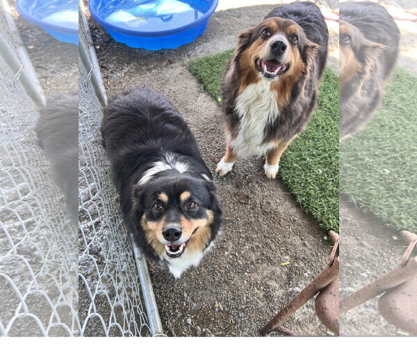Medium Photo #5 Australian Shepherd-Unknown Mix Puppy For Sale in Tracy City, TN, USA