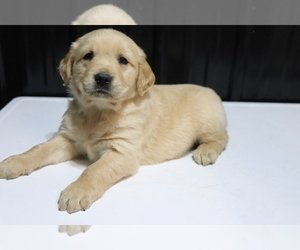 Golden Retriever Puppy for sale in SHILOH, OH, USA
