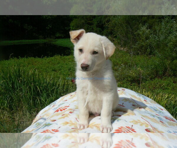Medium Photo #1 German Shepherd Dog Puppy For Sale in PIEDMONT, MO, USA