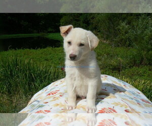 German Shepherd Dog Puppy for Sale in PIEDMONT, Missouri USA