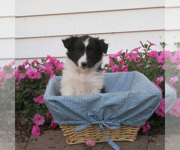 Medium Photo #1 Shetland Sheepdog Puppy For Sale in ATHENS, WI, USA