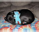 Small #5 American Pit Bull Terrier-Labrador Retriever Mix