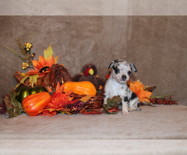 Medium Photo #3 Chihuahua Puppy For Sale in CHARLESTON, AR, USA