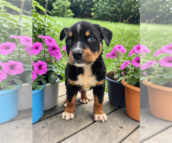 Medium Photo #4 Mutt Puppy For Sale in McKinney, TX, USA