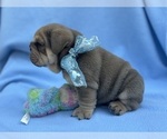 Small #2 English Bulldog