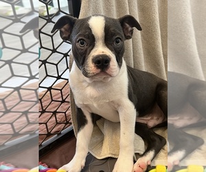 Medium Boston Terrier