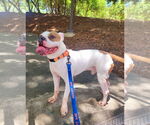 Small #5 American Pit Bull Terrier-Bulldog Mix