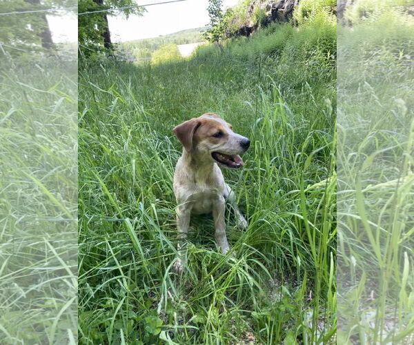 Medium Photo #3 Mutt Puppy For Sale in Garden City, NY, USA