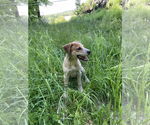 Small #2 Mutt