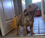 Small Photo #13 English Bulldog Puppy For Sale in HESPERIA, CA, USA