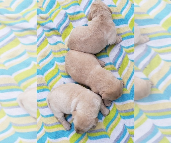Medium Photo #74 Labrador Retriever Puppy For Sale in OLYMPIA, WA, USA