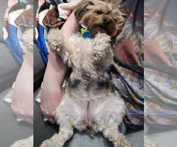 Medium Photo #3 Mutt Puppy For Sale in Canal Winchester, OH, USA
