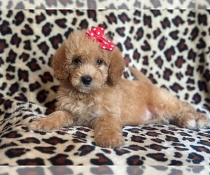 Goldendoodle (Miniature) Puppy for sale in LAKELAND, FL, USA