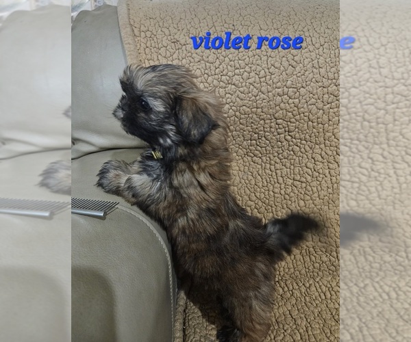 Medium Photo #4 Shih Tzu Puppy For Sale in WOODSFIELD, OH, USA