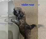 Small #3 Shih Tzu