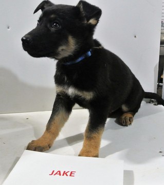 Medium Photo #1 German Shepherd Dog Puppy For Sale in NEW HAVEN, IN, USA