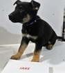 Small Photo #1 German Shepherd Dog Puppy For Sale in NEW HAVEN, IN, USA