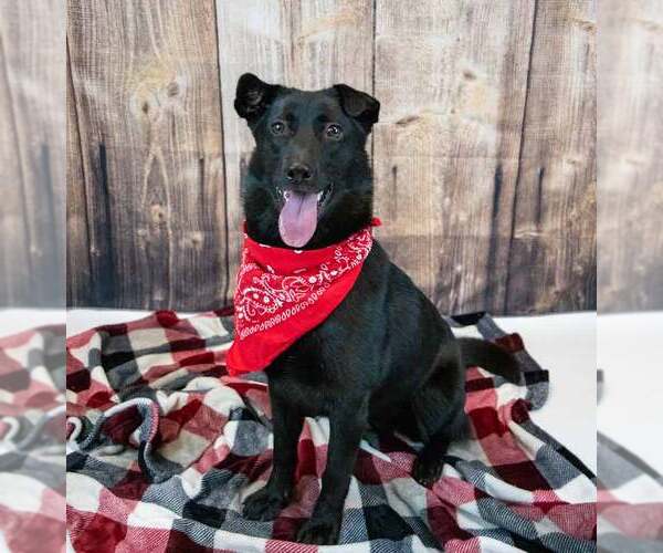 Medium Photo #5 Border Collie-Unknown Mix Puppy For Sale in Kennesaw, GA, USA