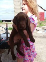 Labrador Retriever Puppy for sale in PROPHETSTOWN, IL, USA