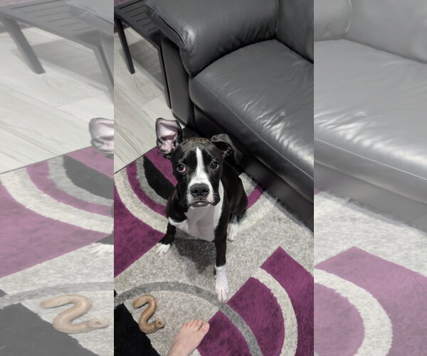 Medium Photo #4 Boxer Puppy For Sale in  Katy, TX, USA