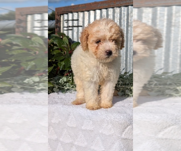 Medium Photo #10 Poodle (Toy) Puppy For Sale in GOSHEN, IN, USA