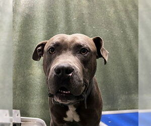 Mutt Dogs for adoption in Downey, CA, USA