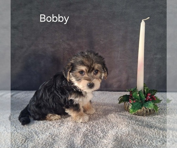 Medium Photo #3 Yo-Chon Puppy For Sale in MOUNT PLEASANT, MI, USA