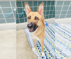 German Shepherd Dog-Unknown Mix Dogs for adoption in Rancho Cucamonga, CA, USA