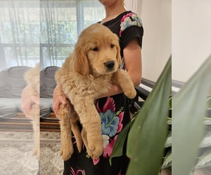 Golden Retriever Puppy for sale in PARMA, ID, USA