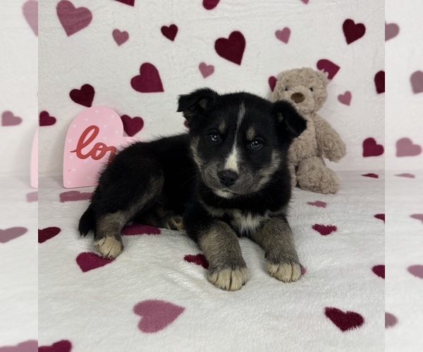 Medium Photo #2 German Shepherd Dog-Miniature American Shepherd Mix Puppy For Sale in FRANKLIN, IN, USA