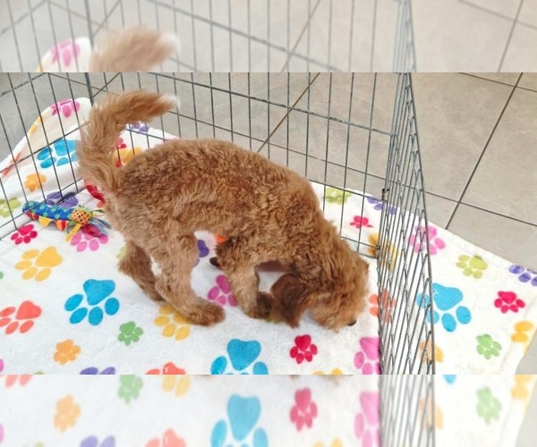 Medium Photo #7 Cavapoo mix (+ Poodle Miniature) Puppy For Sale in ORO VALLEY, AZ, USA