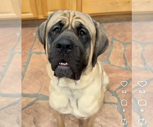 Medium Photo #2 Mastiff Puppy For Sale in Goodyear, AZ, USA