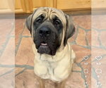 Small #1 Mastiff