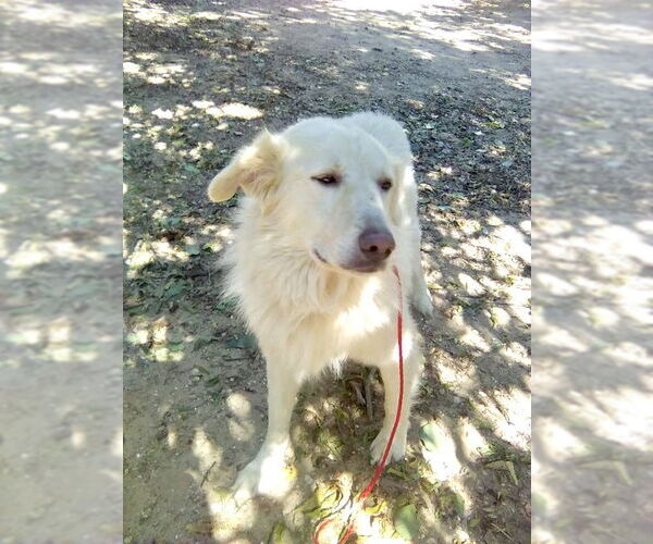 Medium Photo #5 Great Pyrenees Puppy For Sale in Spring, TX, USA
