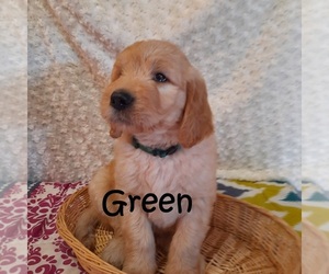 Goldendoodle Puppy for sale in PERRYSVILLE, OH, USA