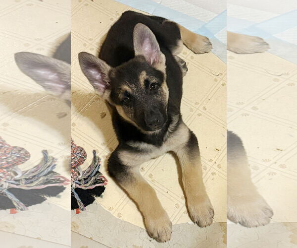 Medium Photo #1 German Shepherd Dog Puppy For Sale in Rootstown, OH, USA