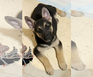 German Shepherd Dog Dogs for adoption in Rootstown, OH, USA